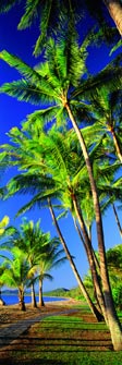 Palm Cove - Beach